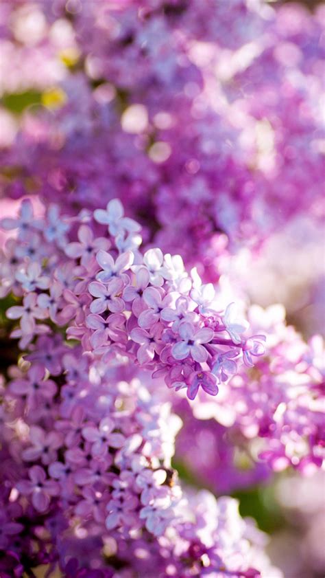 Spring Lilacs Desktop Wallpaper Wallpapersafari