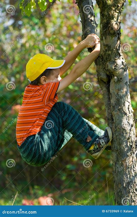 Boy Climbing In A Tree Stock Image Image Of Play People 6733969