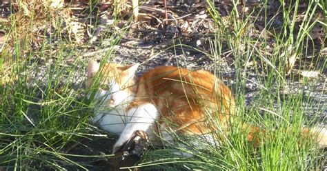 Using Padded Jaw Traps To Capture Feral Cats And Then Shoot Them