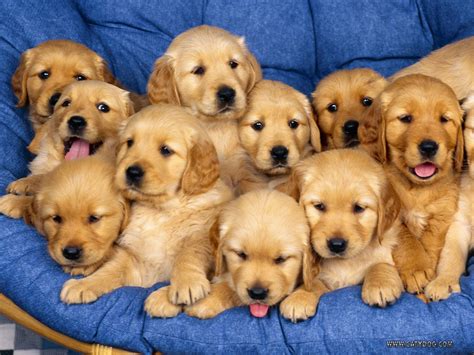The rate at which we breathe can be affected by some trivial reasons. Pictures Of Puppies To Get You Through The Day