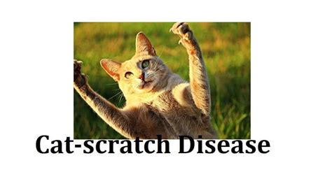 Cat Scratch Disease 7 Symptoms Causes Diagnosis Prevention