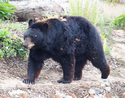 American Black Bear Ursus Americanus 2020 09 02 Zoochat