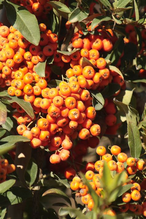 Orange Pyracantha Berry Clusters Free Stock Photo Public Domain Pictures