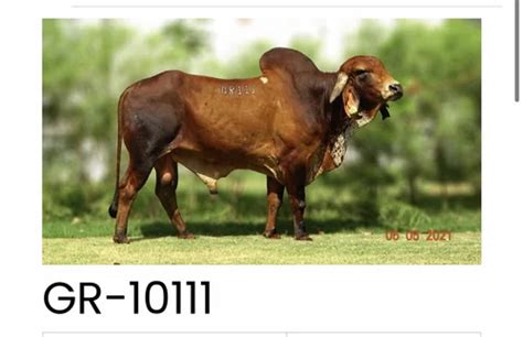Gir Bull Frozen Semen Gr 10111 Packaging Size 025 Ml At Rs 30unit In Rajkot
