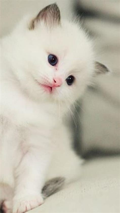 Cute Kitten Wallpaper 64 Images