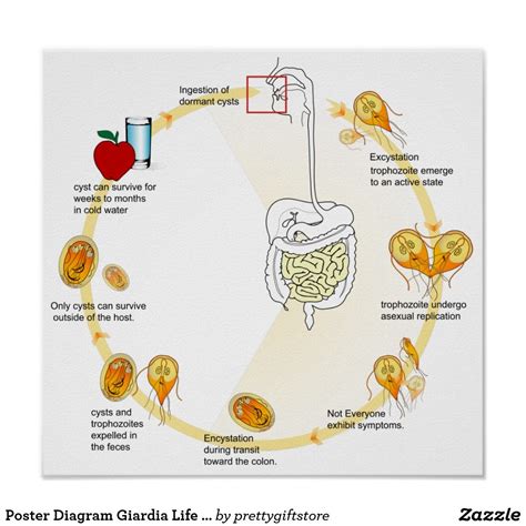 Poster Diagram Giardia Life Cycle Parasite Zazzle Life Cycles