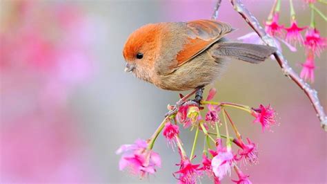 Beautiful Little Orange Brown Bird On Branch Of The Tree With Flowers