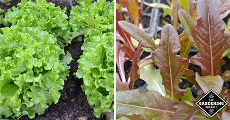 About 0% of these are flower bulbs, seeds & seedlings. What lettuce grows well in summer? - Gardening Channel in ...