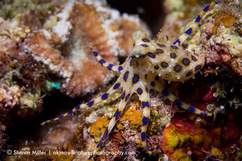 Blue Ring Octopus Of Okinawa Okinawa Nature Photography