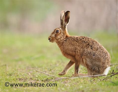 Brown Hare Sitting At Edge March Suffolk Lepus Europaeus Flickr