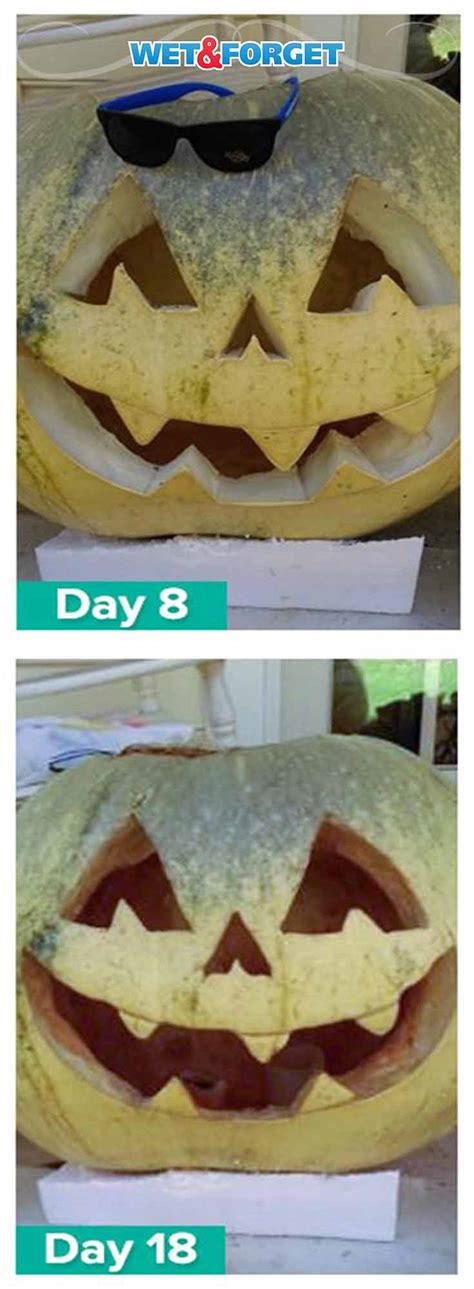 Ask Wet And Forget 2015 Wet And Forget Pumpkin Preservation Challenge