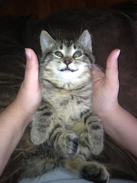 35 Cats That Clearly Have A Serious Catnip Problem