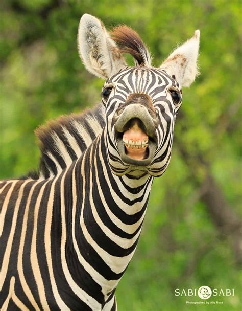 Zebra Sabi Sabi Private Game Reserve Blog