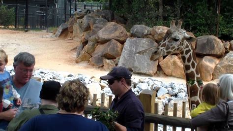 Hand Feeding The Giraffes At The Atlanta Zoo Youtube