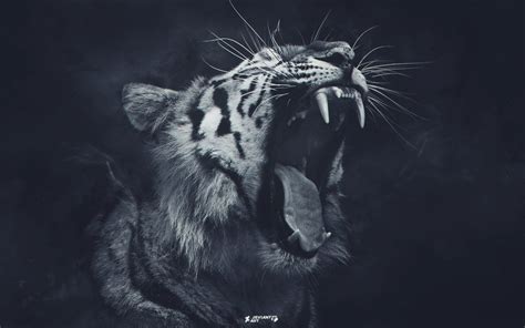 Tiger Black And White Photo