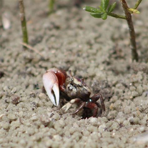 Fiddler Crabs Fort Matanzas National Monument Us National Park