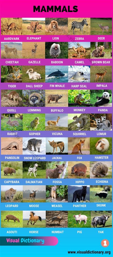 Mammals: Wonderful List of 175+ Names of Mammals with Pictures - Visual