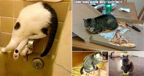 Hilarious Examples Of Cat Logic That Will Make You Shake Your Head