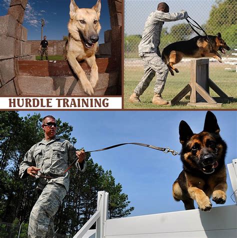 Military Working Dogs 101 Chapter 2b Obstacle Training Hurdle