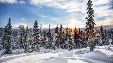 Wallpaper Norway Trysil Winter Snow Trees Forest