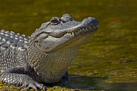 Affordable Care Act Finally Trickles Down To Gators Dockside Alligator