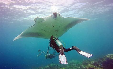 Seven Days Scuba Diving In Maldives