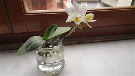 Hydroponic Orchid
