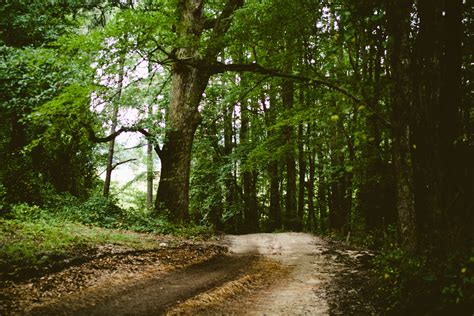 Path Hd Forest Dirt Road Rare Gallery Hd Wallpapers