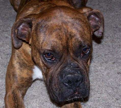 Ear Scabs Boxer Breed Dog Forums
