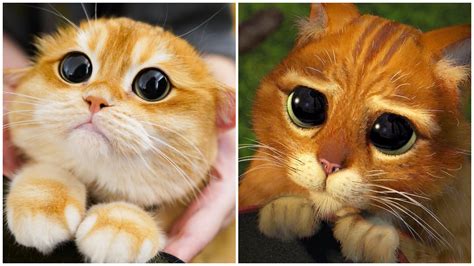 Cuteness Overload Puss In Boots Of Shrek In Real Life Goes Viral