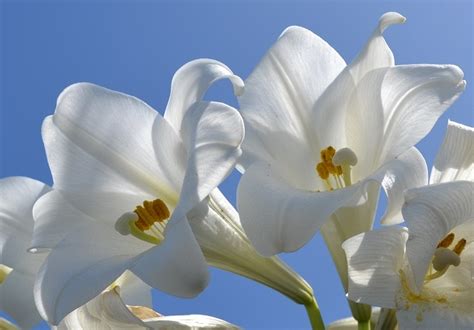 Lilies When Bermuda Was The Easter Isle