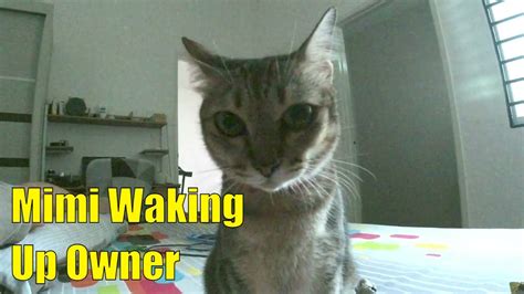 Cats Waking Up Owners Cat Love Their Human Amazing YouTube