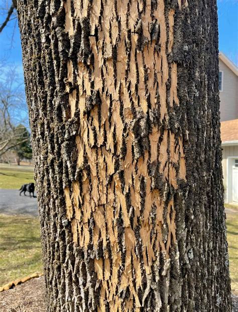 How To Protect Your Trees From The Emerald Ash Borer Stacy Ling