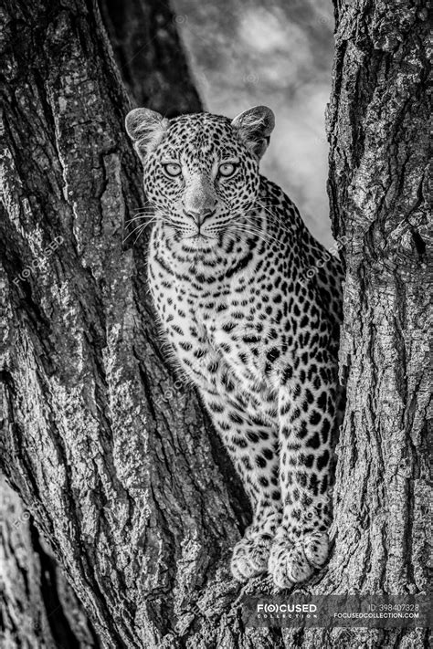 Leopard Panthera Pardus Sitting In The Forked Trunk Of A Tree