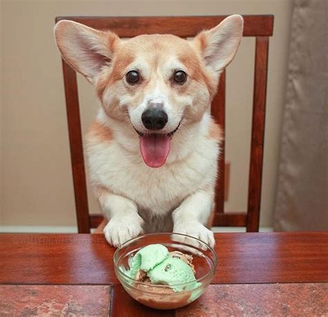 Feeding a corgi puppy isn't always straightforward. 160 best images about Corgis Love Food and Treats on ...