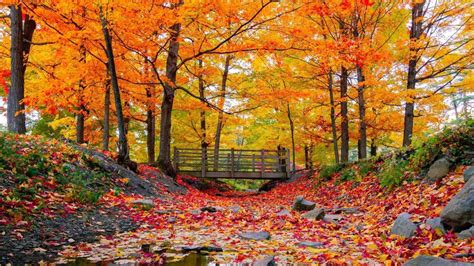 Landscape View Of Wood Bridge Below Orange Yellow Autumn Leaves Trees