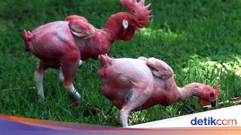 Kontroversi Ayam Tanpa Bulu Tak Alami Hingga Menjijikkan