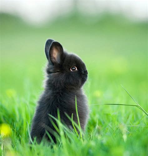 Dwarf Rabbits A Complete Guide To The Smallest Bunny Breeds Dwarf
