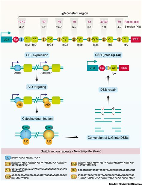 Charting A DNA Repair Roadmap For Immunoglobulin Class Switch