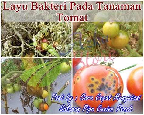 Mengatasi Penyakit Layu Bakteri Pada Tanaman Tomat ~ Phefoc Hcs