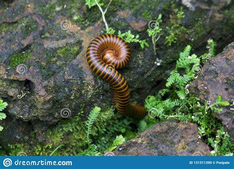 Millipede Is On A Rock With Moss Covered Stock Photo Image Of Animal