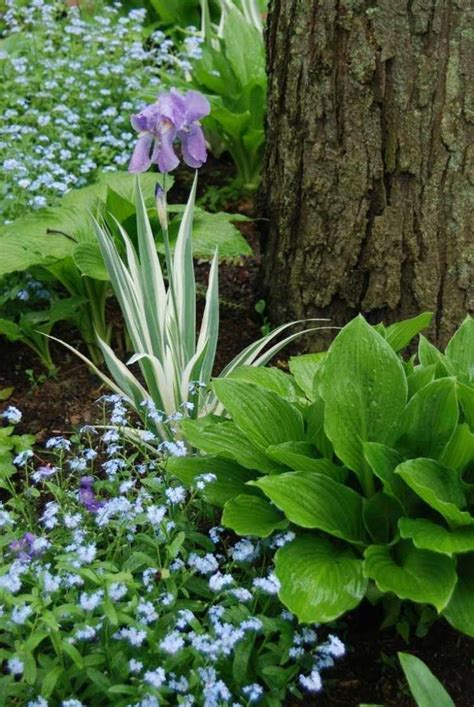 Un arbuste à fleurs persistant et compact; Plantes d'ombre pour le jardin en 25 photos fascinantes! | Idées jardin, Jardin d'ombre, Jardins