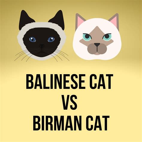 Balinese Vs Birman Cat 7 Key Differences Birman Cats Guide