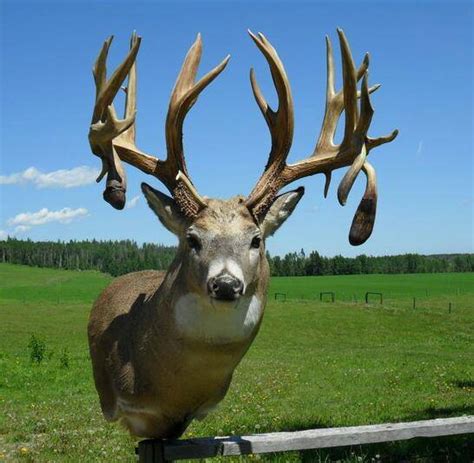 Whitetailwednesday 8 Of The Coolest Drop Tine Bucks Ever Wide Open