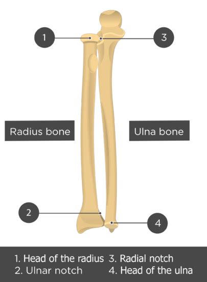 radius and ulna bone markings