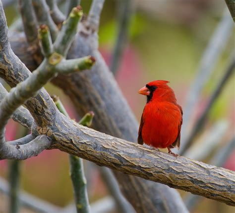 Non Native Birds Of Hawaii Mybirdingjourney