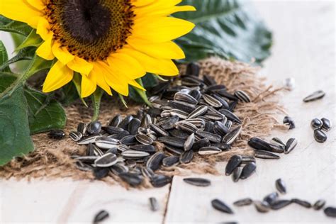 Since they grow easily from seed, they are often how to grow sunflower plants. WatchFit - Health Benefits of Sunflower Seeds