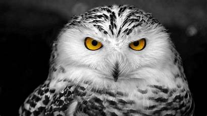 Owl Wallpapers Owls Snowy Animals Hunting 4k