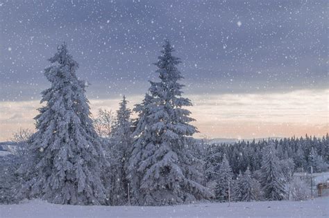 Winters Dawn Geheim Gratis Foto Op Pixabay Landscape Trees Winter