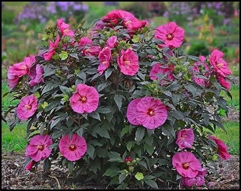 Hardy Hibiscus Plants For Sale The Garden